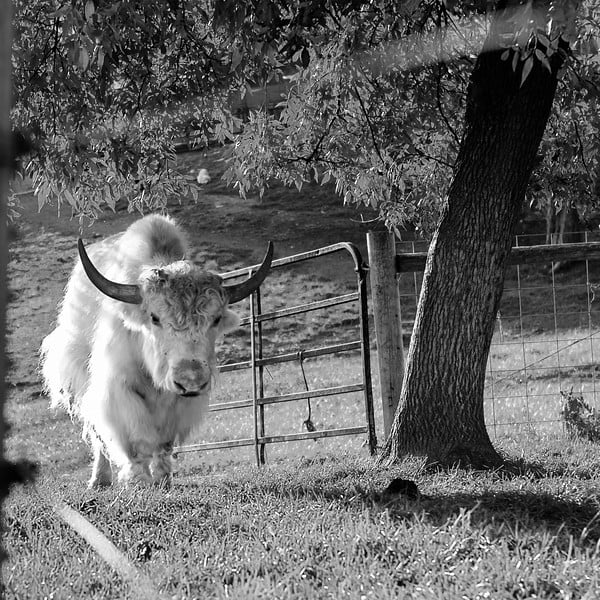Hog Fence