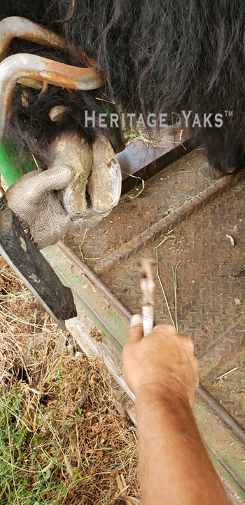 Trimming using hoof nippers