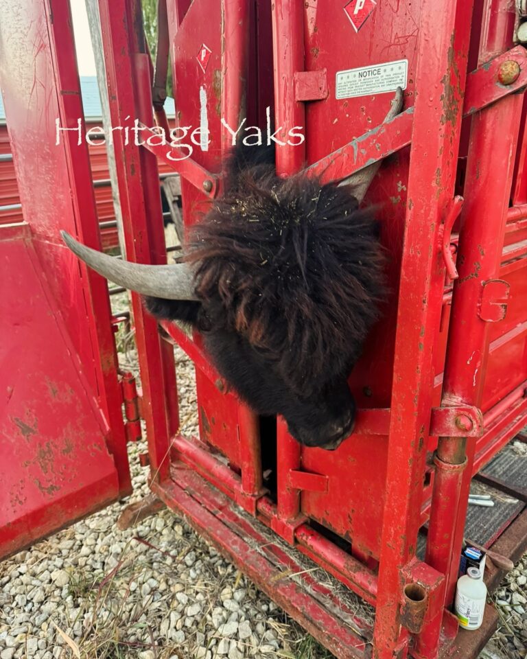 Buffalo chute with crash gate