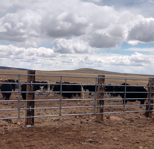 Continuous metal fence